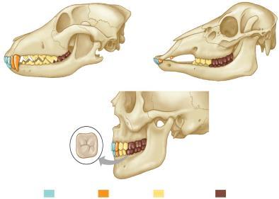 3. Digestive Adaptations Dental Adaptations a big part of the success of mammals is the evolution of
