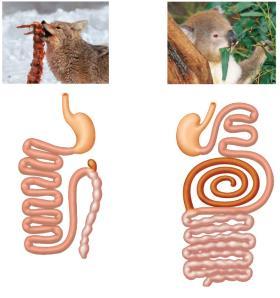 & Intestinal Adaptations carnivores tend to have large, expandable stomachs and relatively small large s Carnivore Cecum Colon (large ) Herbivore