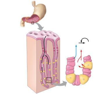 Glottis up and closed Esophageal sphincter relaxed (b) open (swallowing) chewed food is mixed with saliva which contains amylase to chemically digest starch & mucus to