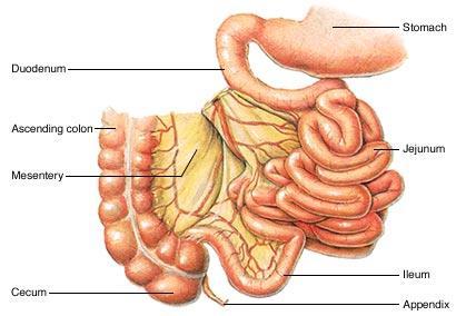 Digestion in the Intestine Pancreatic juice containing bicarbonate (to neutralize stomach acid) and various digestive