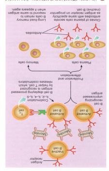 B cells recognize antigens and with the help of T cells (helper), turn into PLASMA cells. Plasma cells synthesis and secrete proteins called ANTIBODIES.