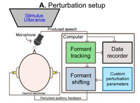 Auditory feedback-formant perturbation Cai et al.