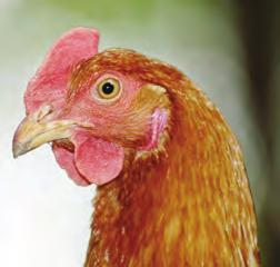 A breeder would like to use a true-breeding, homozygous, fi ve-fi ngered-comb rooster as a stud in her breeding program.