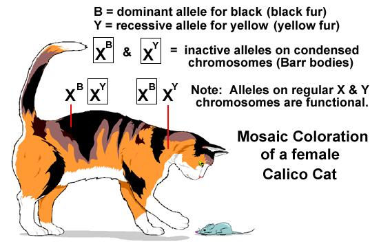 X-Chromosome Inactivation in Female Mammals Example - Female calico cats In females, one of the two X chromosomes is inactivated to prevent multiple copies of a gene from being expressed