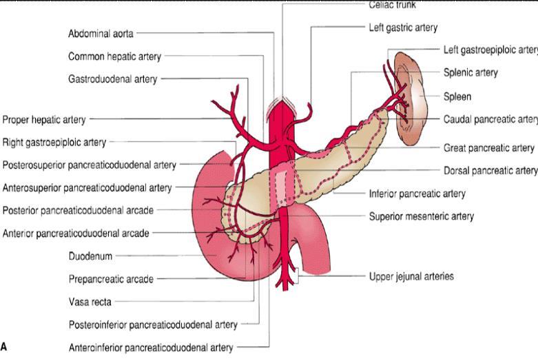 Blood Supply of Pancreas Arteries Head & neck: Supplied by branches from: Celiac trunk through Superior pancreatico-duodenal