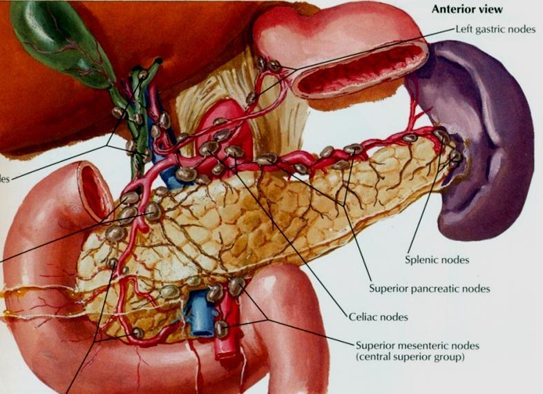 Lymphatic Drainage Rich network that drains into pyloric, hepatic and splenic nodes Ultimately the efferent vessels drain into the celiac & superior mesenteric lymph nodes.