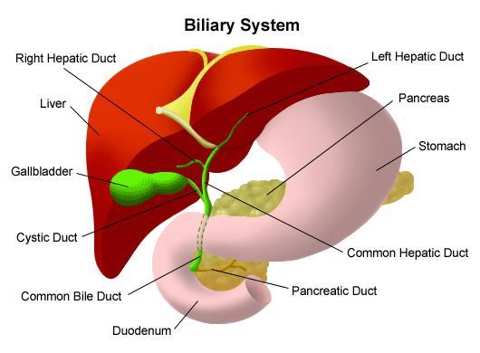 Biliary System The biliary system consists of the ducts and organs (bile ducts, liver &