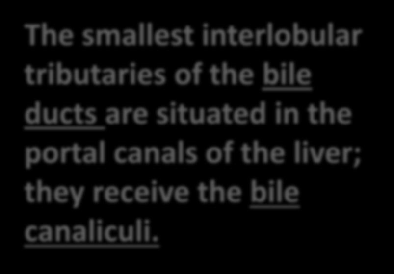 The smallest interlobular tributaries of the bile ducts are situated in the