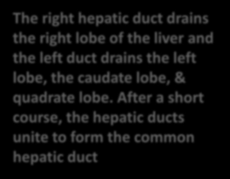 The right hepatic duct drains the right lobe of the liver and the left duct drains the left lobe, the