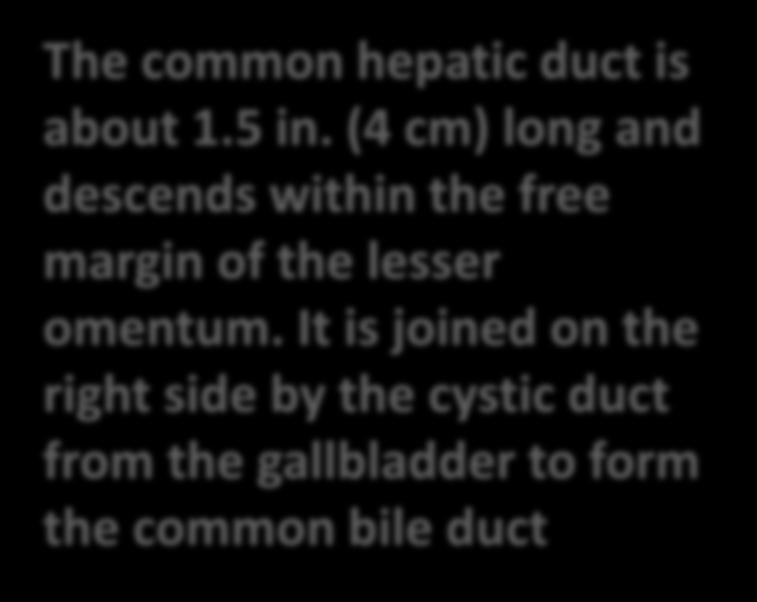 After a short course, the hepatic ducts unite to form the common hepatic duct The common hepatic duct is