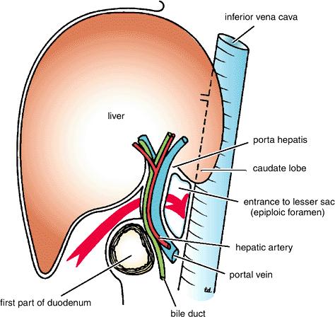 Common Bile Duct (Bile Duct) The common bile duct is about 3 inches (8 cm) long.
