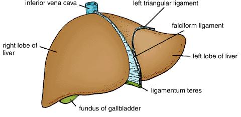 Gallbladder A pear-shaped sac lying on the undersurface of the liver. It has a capacity of 30 to 50 ml, it stores bile, which is concentrated by absorbing water.