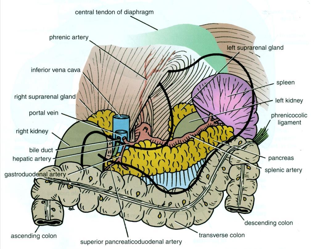 PANCREAS LOCATION Located in Epigastrium & Left upper quadrant of abdomen.