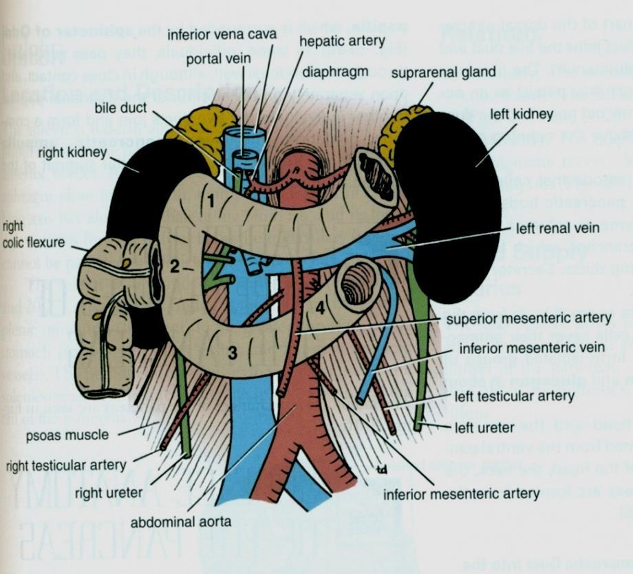 Posterior Relations Bile duct, portal