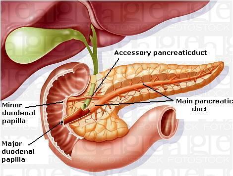 Joins common bile duct & together they open into a small hepatopancreatic ampulla (Ampulla of Vater) in the duodenal wall The ampulla opens