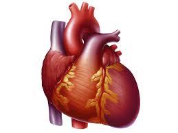 Heart Rate in Cardiovascular Pathophysiology Heart Rate + Chronic Heart Failure + + + + Atherosclerosis Oxidative Stress Plaque Stability Arterial Stiffness TICM Oxygen Demand Ventricular