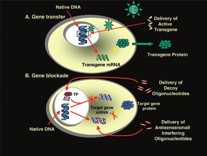 Figure 1. Strategies for genetic manipulation in the cardiovascular system.