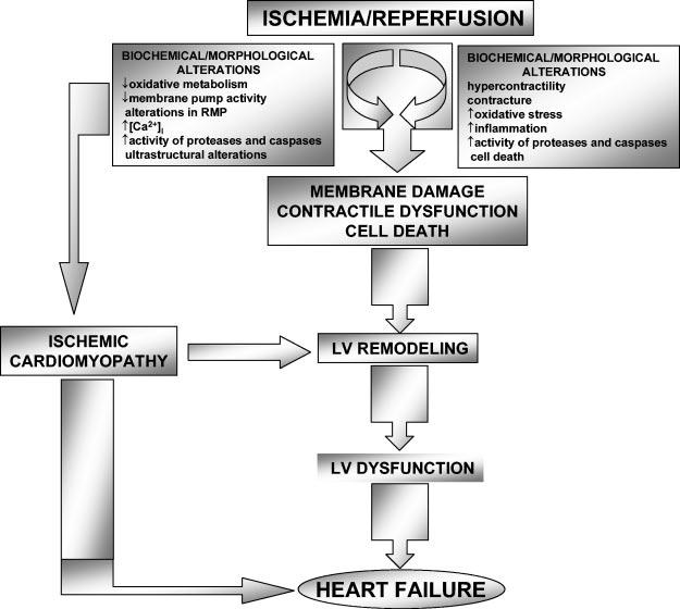 Figure 3. Pathophysiology of coronary artery disease.