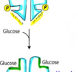 Liver glycogen phosphorylase a, but not muscle glycogen phosphorylase a is subject to allosteric inhibition by glucose binding which shifts the equilibrium from the R to T state.