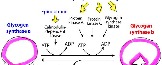 Hormones control Glycogen Synthase Regulation Hormone activation of glycogen synthase activity is mediated by insulin, which promotes the dephosphorylation and activation of glycogen synthase by