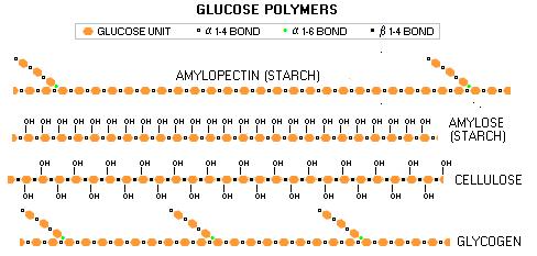 6 JF) only 0-0 glucose subunits. omixtures of amylose & amylopectin build up as starch grains in chloroplasts & stroage vaculoes. Glycogen o Animal version of starch.