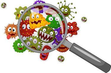 The four types of pathogens that can