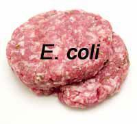 Food linked with bacteria Ground beef (raw and undercooked) Contaminated