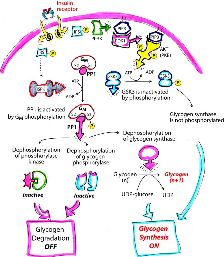 Bioc 460 - Dr. Miesfeld Spring 2008 GSK3 activity, and stimulation of PP1 activity, results in activation of glycogen synthesis and inhibition of glycogen degradation. Figure 19.