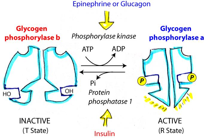 not an intermediate in glycolysis and liver cells do not contain a glucose-1p-phosphatase.