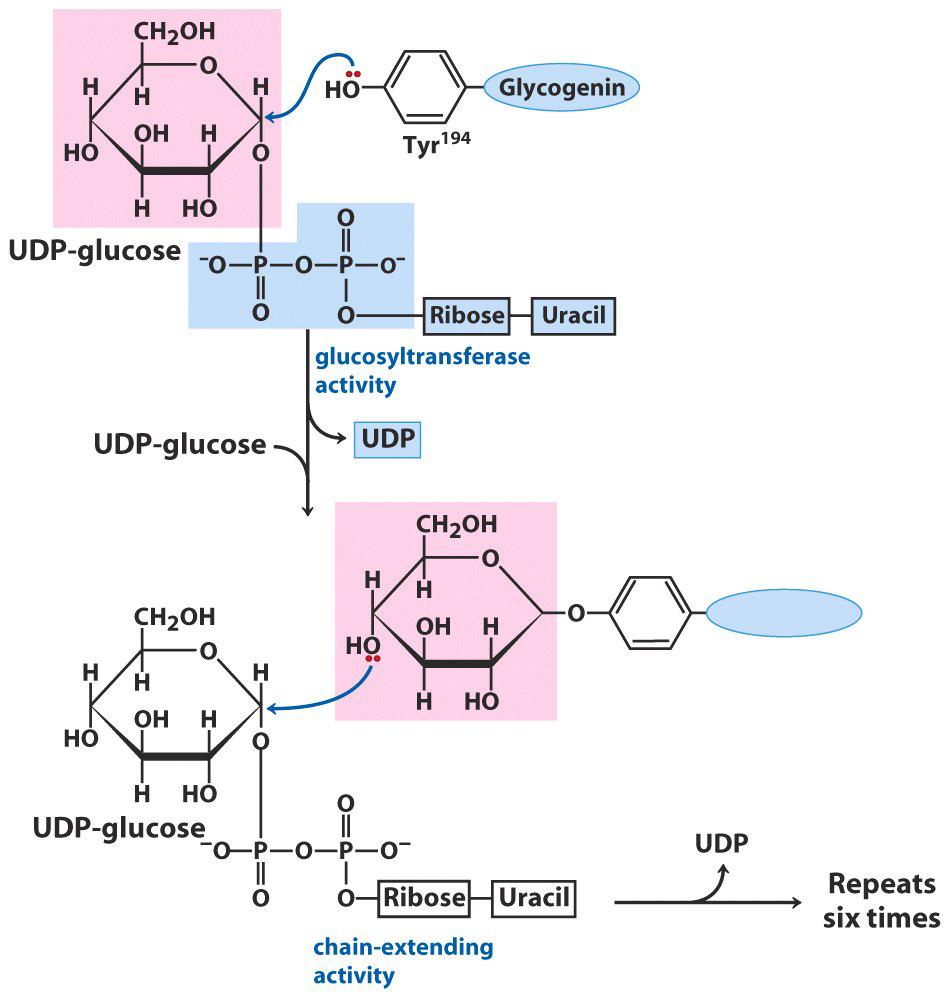 nonreducing ends for rapid turnover of glucose during cycles of glycogen synthesis and degradation, but branching also increases the solubility of glycogen.