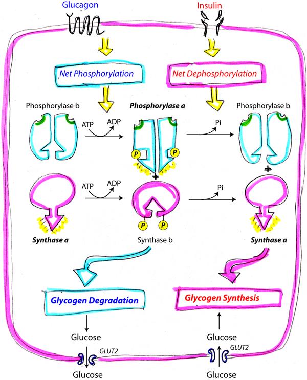 kinase A (PKA) which is activated by glucagon or epinephrine signaling.