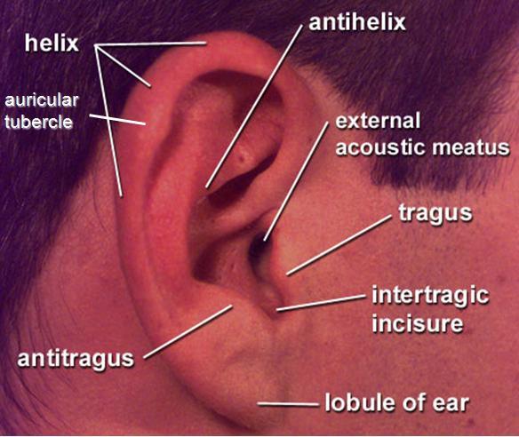 Unit VIII Problem 9 Anatomy of The Ear - The ear is an organ with 2 functions: Hearing. Maintenance of equilibrium/balance. - The ear is divided into 3 parts: External ear.
