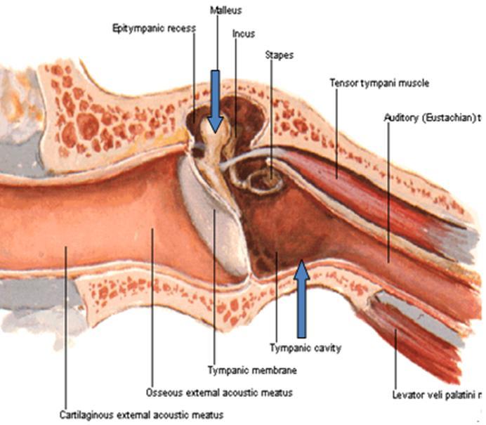 In otoscopy: It is cone-shaped, pearly gray in color, positioned obliquely, concave from outside and convex from inside. Innervation: Externally: Auricular branch of vagus nerve (X).