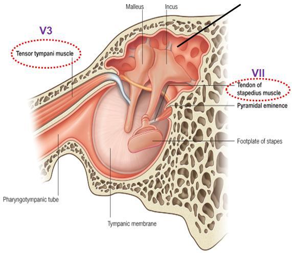Pterygoid venous plexus. Innervation: tympanic plexus (from CN IX). Lymphatic drainage: deep cervical lymph node. Auditory ossicles: They are 3: malleus, incus and stapes.