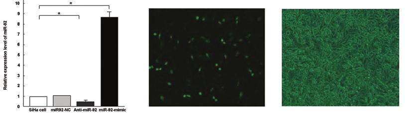 (B) E6 expression detected in SiHa cells that were transfected with HPV16 E6 sirna ( * P<0.05).