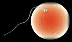 *Fertilization* 37 Fertilization is the joining of a sperm cell and an egg