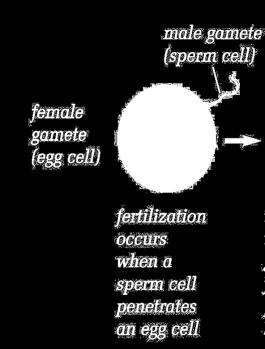with one another (fertilization), they form a fertilized cell called a