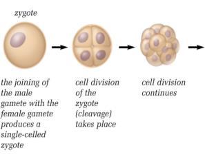 *Cleavage* 39 The cell created by the joining of the two gametes is