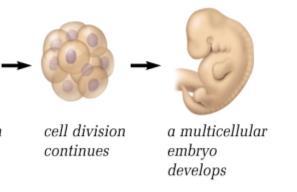 #8 *Embryo* 40 As cell division continues, a new multicellular life form