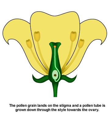 *Cross-fertilization* 51 Cross-fertilization occurs when a grain of pollen produces a long tube that