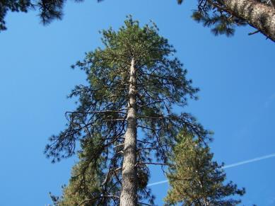 Examples of Characteristics 5 Jack Pines