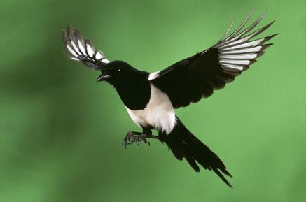 Magpies (some can fly longer distances