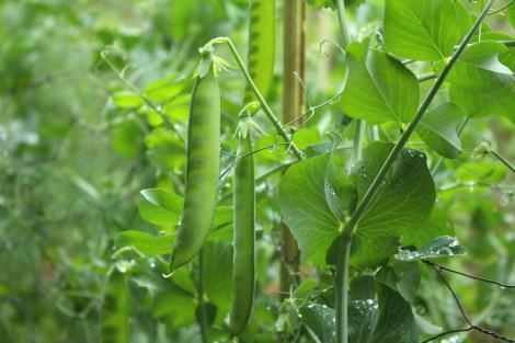 6 Pea Plants (various seed or pod shape,
