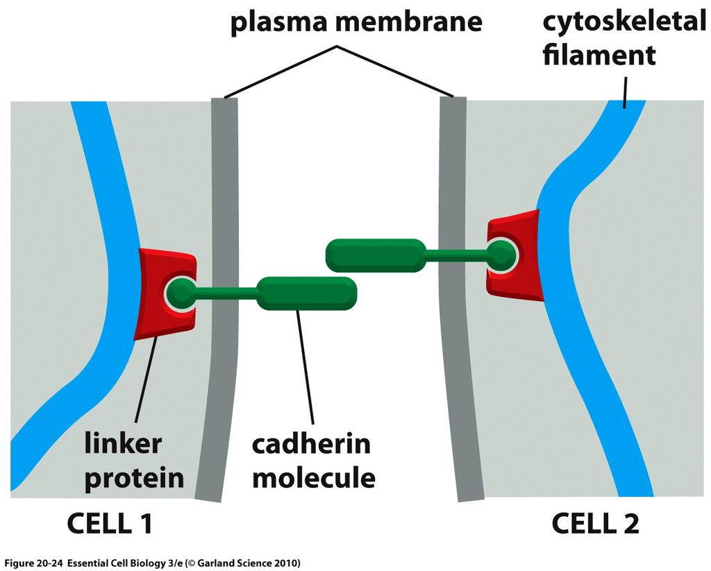 Cell connection Adherens junction Shipunov (MSU)