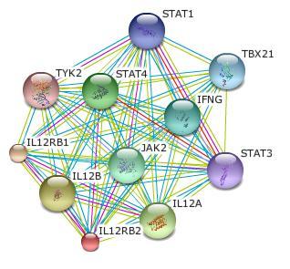 Joint effect of IL12 Signalling Genes, IL12A, IL12RB2, and STAT4 on Risk of