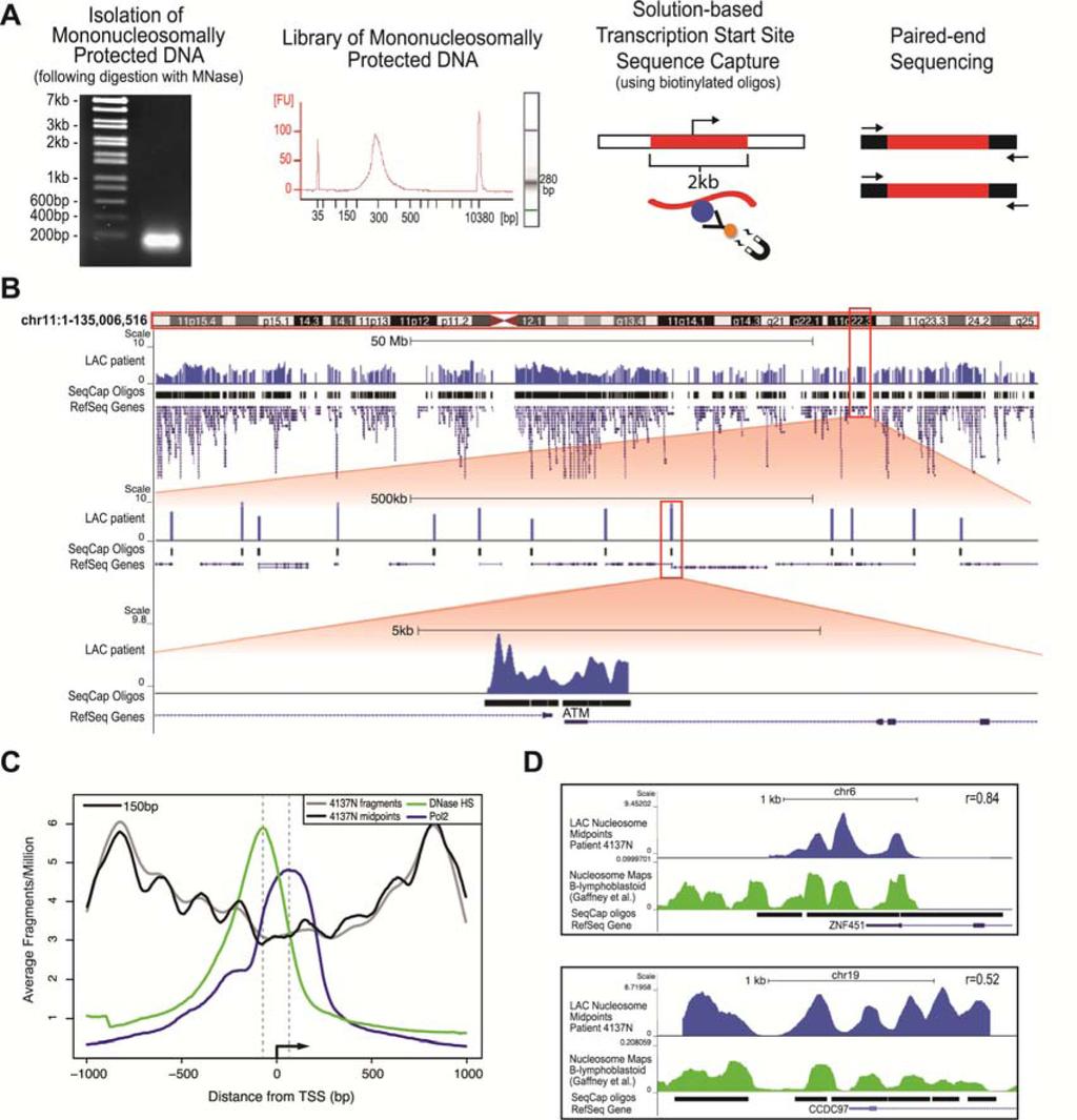 Figure 1: The newly developed mtss-capture method combined with paired-end sequencing maps genome-wide nucleosome distribution in primary patient samples and identifies bona fide nucleosome