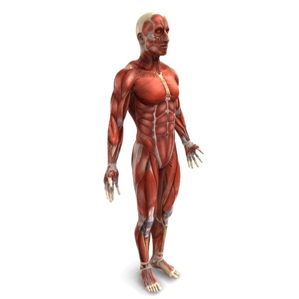 HASPI Medical Anatomy & Physiology 09a Lab Activity Name(s): Period: Date: http://www.fallingpixel.com/products/33817/mains/0000-malemuscular_1.