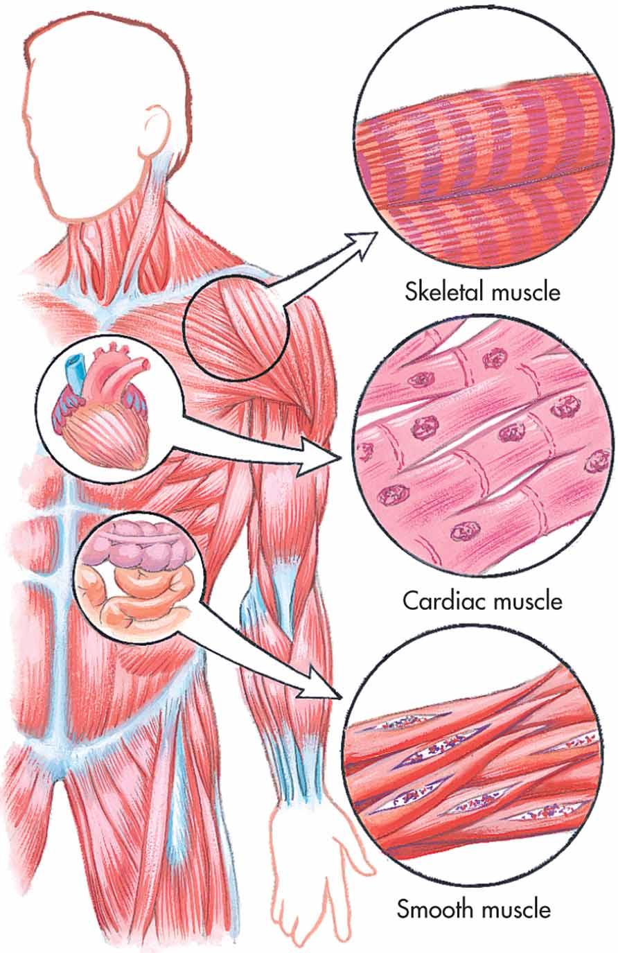 They attach to skeletal muscle fibers on one side and are intermeshed in bone on the other. Tendons must handle a great degree of strain when a muscle contracts.