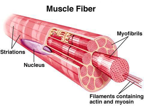 Skeletal Muscle Structure Muscle cells, also known as myofibers, are specialized to contract and therefore look very different from neurons or skin cells.