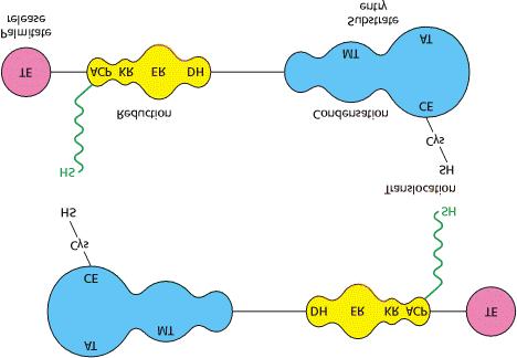 9 Schematic Representation of Animal Fatty Acid Synthase. Each of the identical chains in the dimer contains three domains.